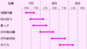 桃の収穫時期２