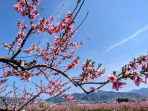 桃の花