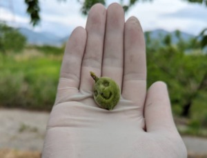 カメムシ被害