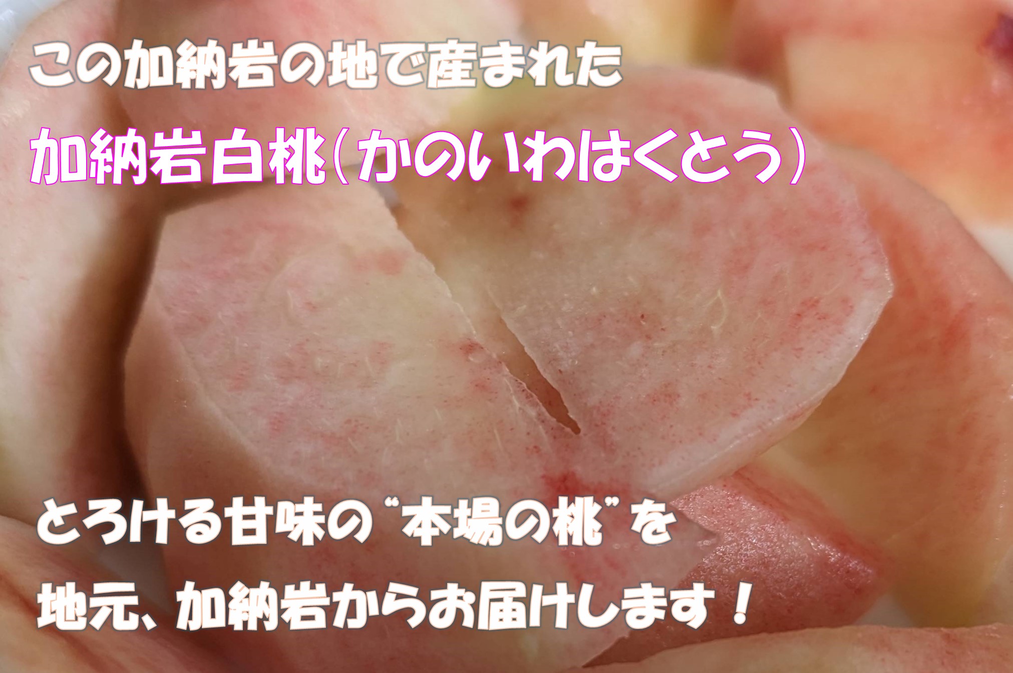 加納岩白桃』通販 【とろ～り甘い】桃の産地加納岩からお届け