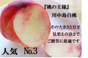 「桃の王様」川中島白桃　その大きさと甘さ、見栄えの良さでご贈答に最適です。