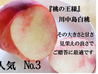 「桃の王様」川中島白桃　その大きさと甘さ、見栄えの良さでご贈答に最適です。